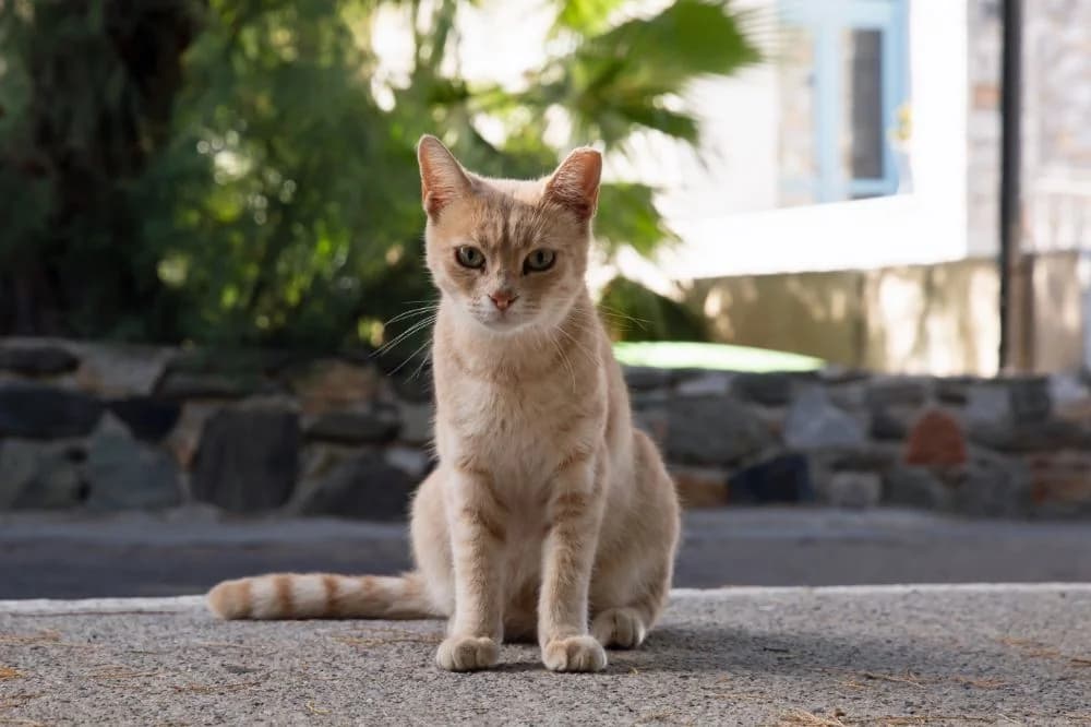 Ginger – Boy, Mixed Breed for adoption at Syros Cats, Syros