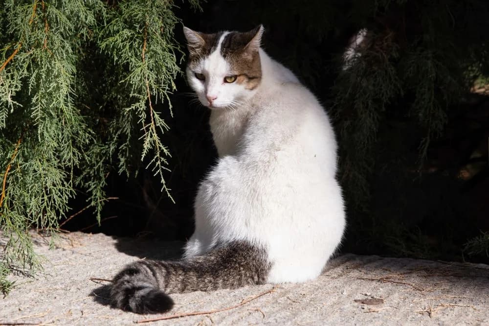 Snuggy, Mixed Breed for adoption at Syros Cats, Syros