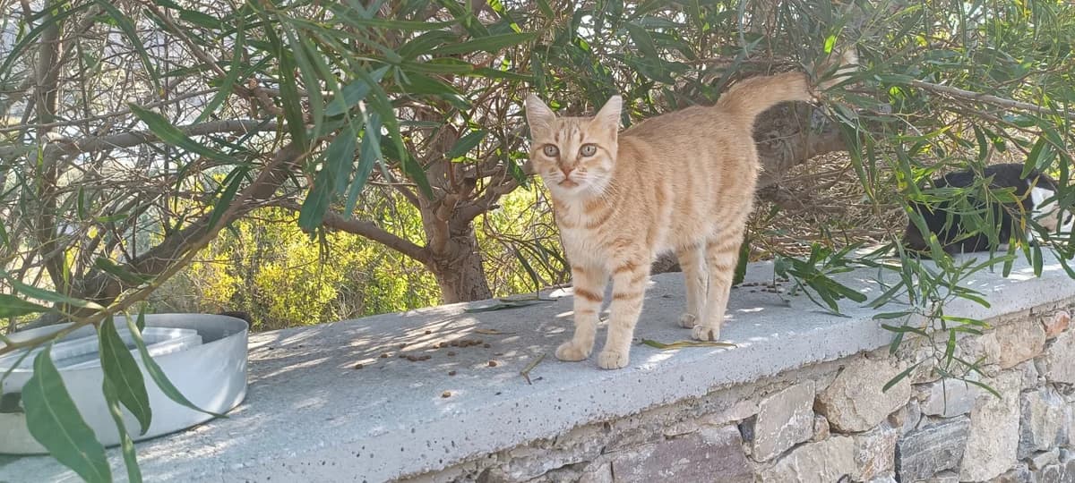 Sultana, Mixed Breed for adoption at Syros Cats, Syros