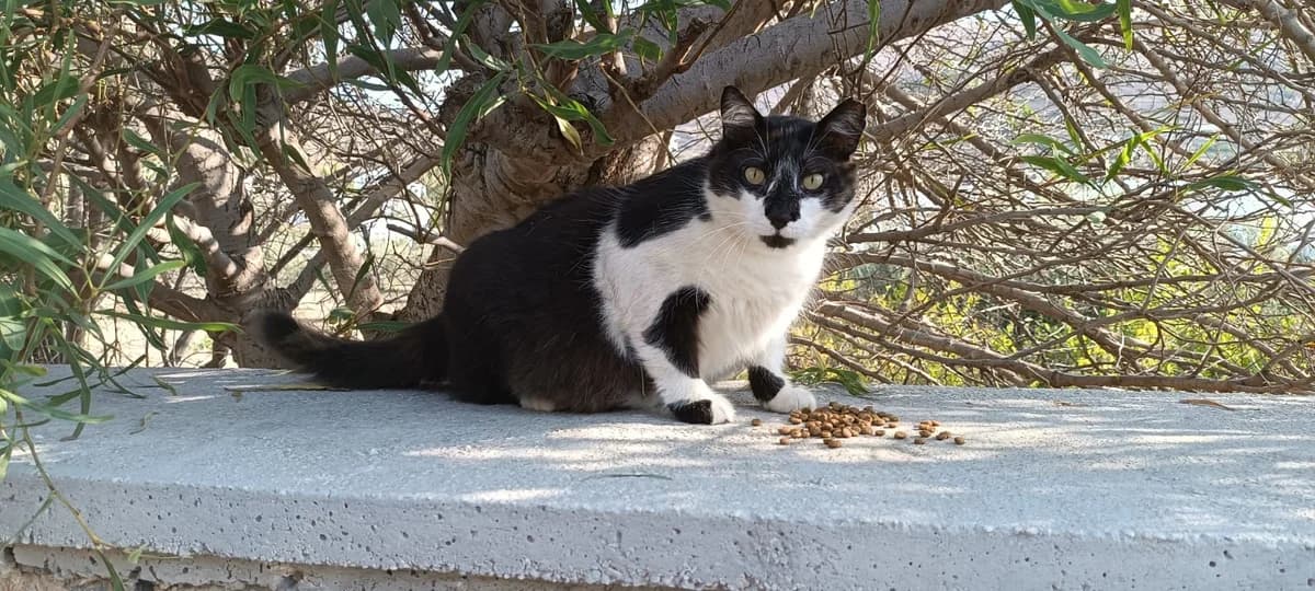 Noel, Mixed Breed for adoption at Syros Cats, Syros