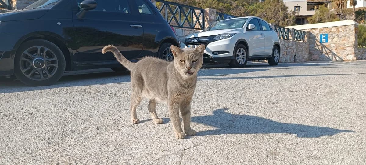 Graham, Mixed Breed for adoption at Syros Cats, Syros