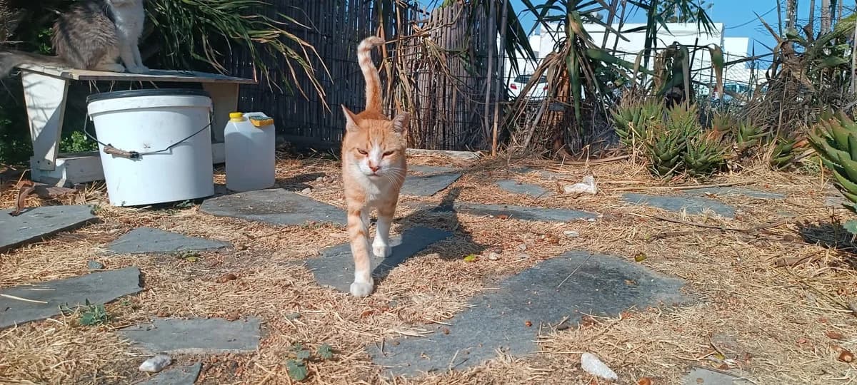Mr Sotis Patatas, Mixed Breed for adoption at Syros Cats, Syros