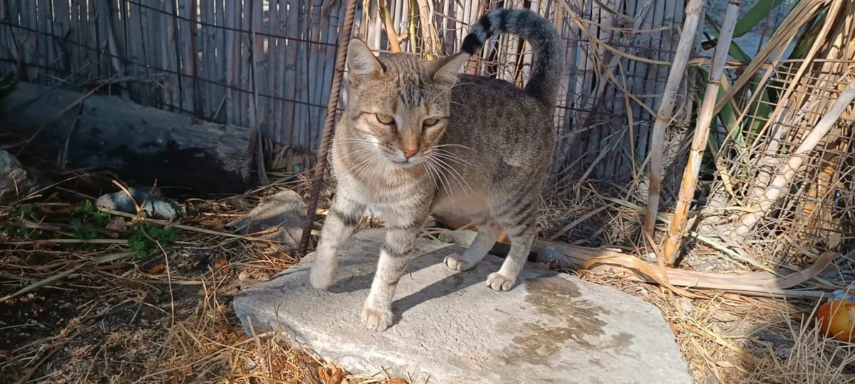 Chirpie, Mixed Breed for adoption at Syros Cats, Syros