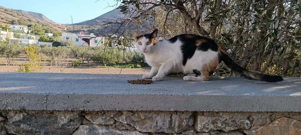 Lucy, Mixed Breed for adoption at Syros Cats, Syros