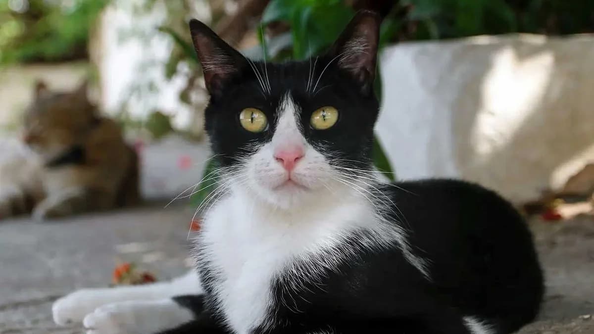 Goonie, Mixed Breed for adoption at Syros Cats, Syros