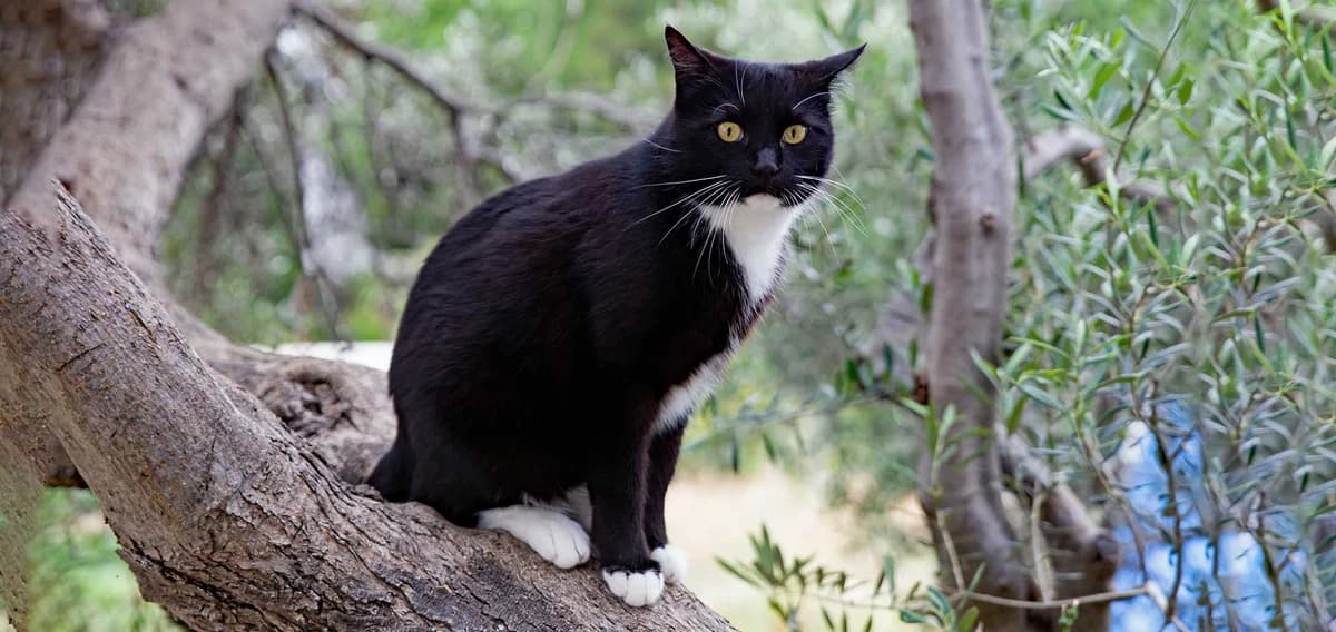 Junior, Mixed Breed for adoption at Syros Cats, Syros