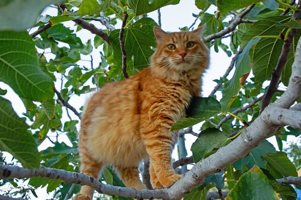 Mr Grumpy, Mixed Breed for adoption at Syros Cats, Syros