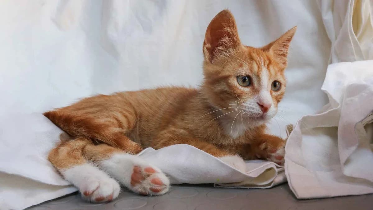 Shiro, Mixed Breed for adoption at Syros Cats, Syros