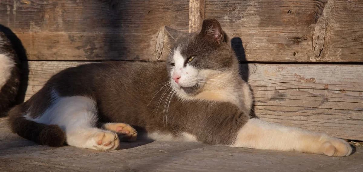 Odysseus, Mixed Breed for adoption at Syros Cats, Syros