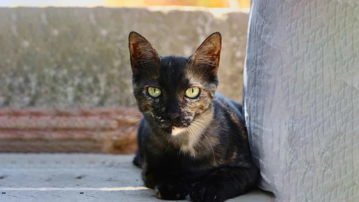 Carmencita, Mixed Breed for adoption at Syros Cats, Syros