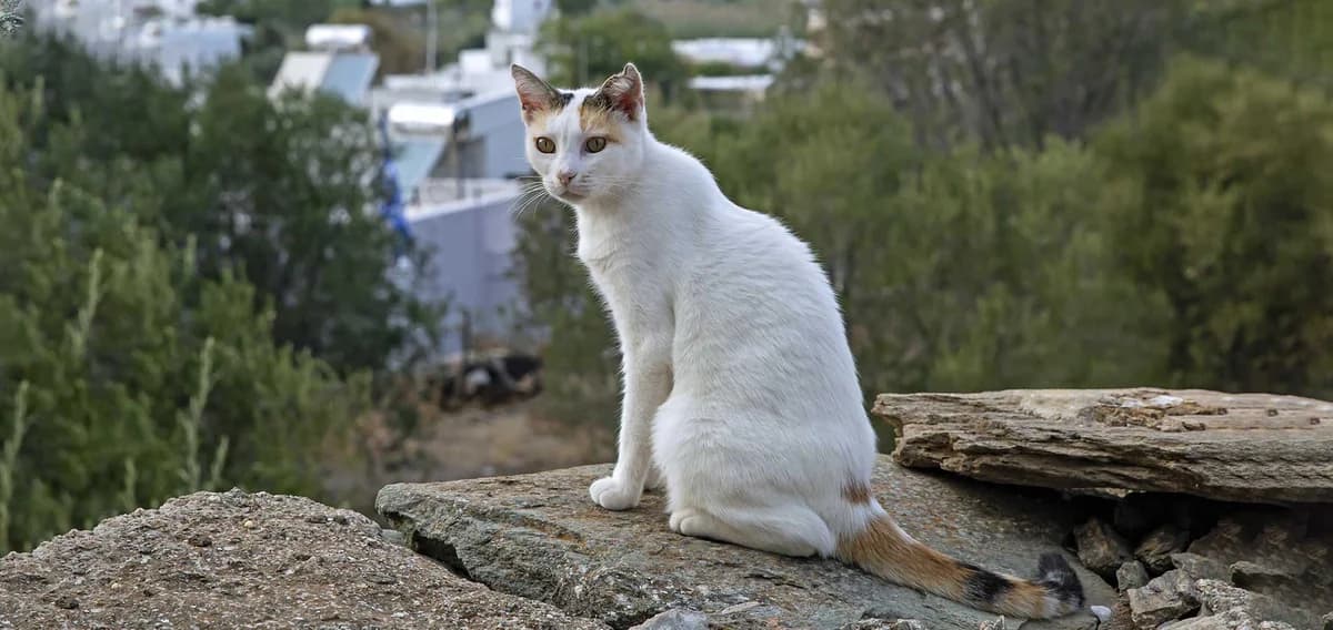 Bella, Mixed Breed for adoption at Syros Cats, Syros