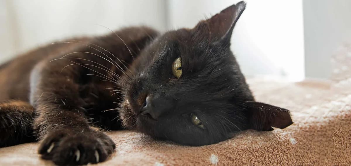 Drama, Mixed Breed for adoption at Syros Cats, Syros