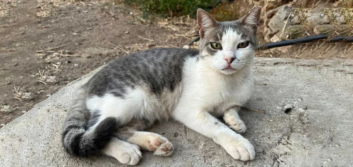 Maisy, Mixed Breed for adoption at Syros Cats, Syros