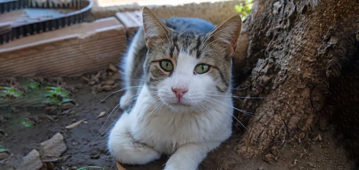 Dave, Mixed Breed for adoption at Syros Cats, Syros