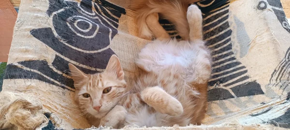 Sydney, Mixed Breed for adoption at Syros Cats, Syros