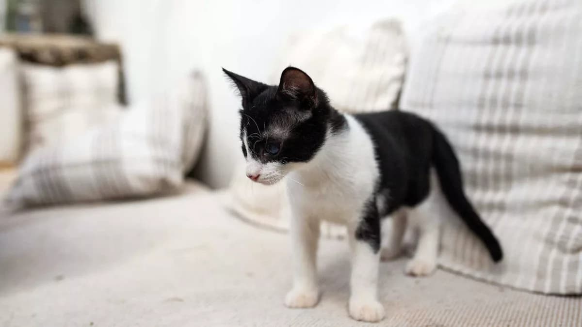 Nikolas, Mixed Breed for adoption at Syros Cats, Syros