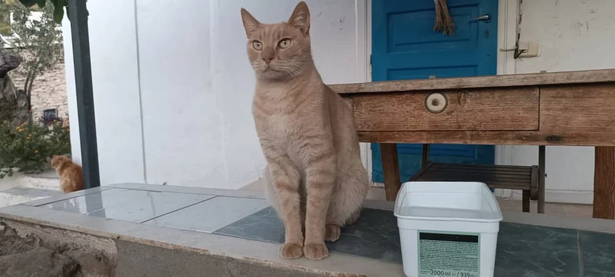 Theta, Mixed Breed for adoption at Syros Cats, Syros