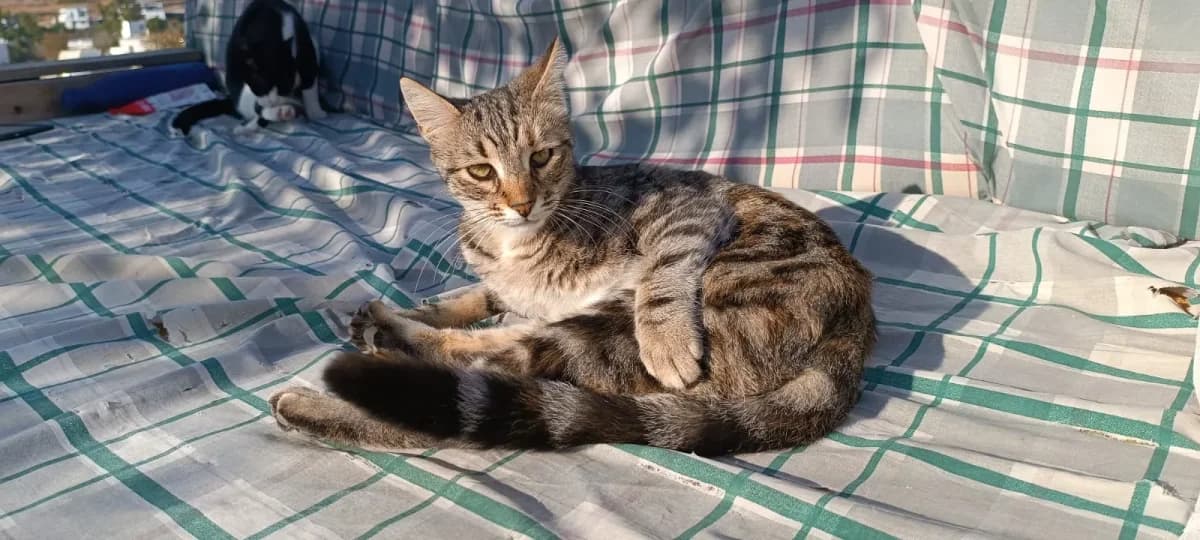 Cosmo, Mixed Breed for adoption at Syros Cats, Syros