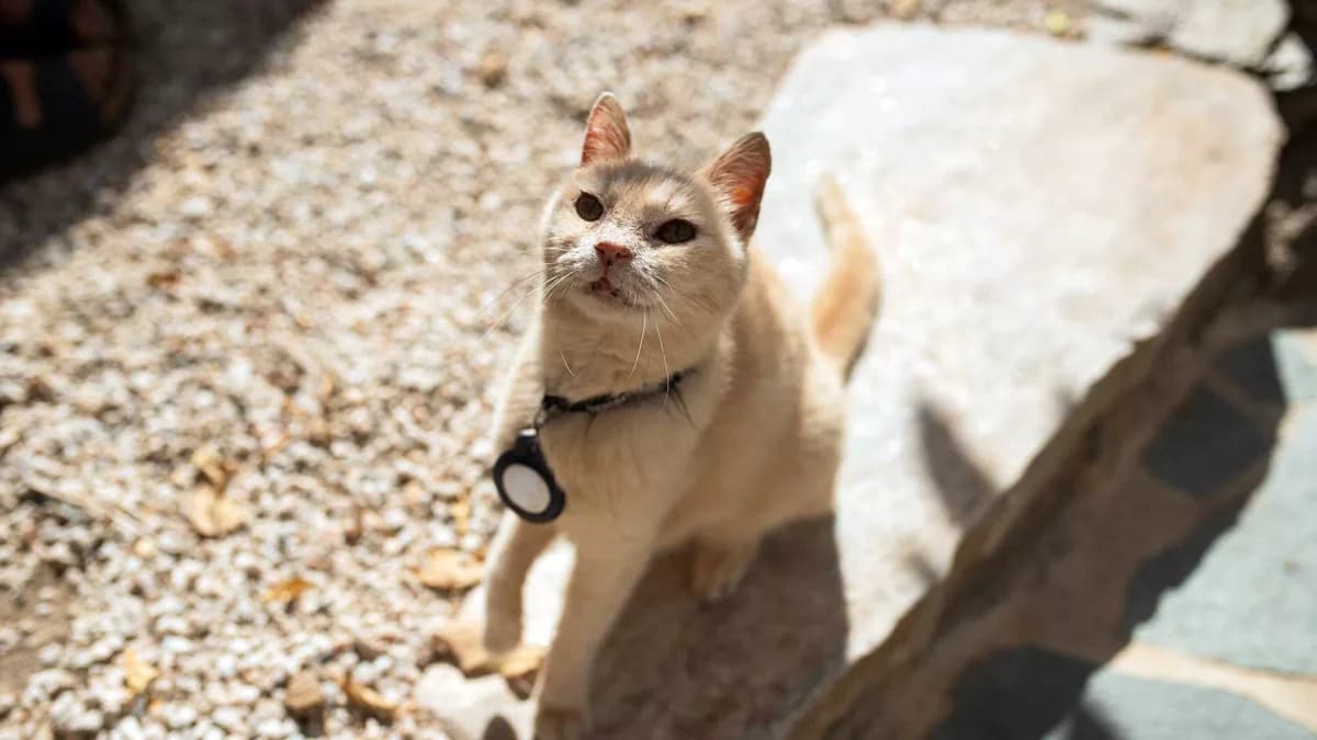 Koukla, Mixed Breed for adoption at Syros Cats, Syros