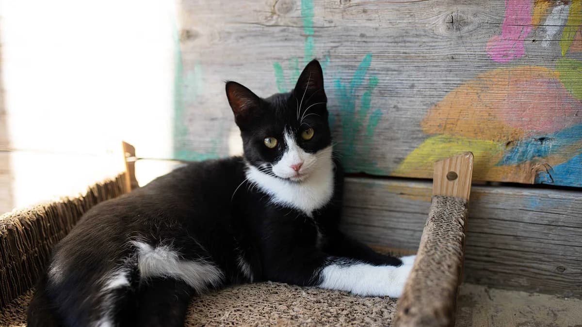 April, Mixed Breed for adoption at Syros Cats, Syros