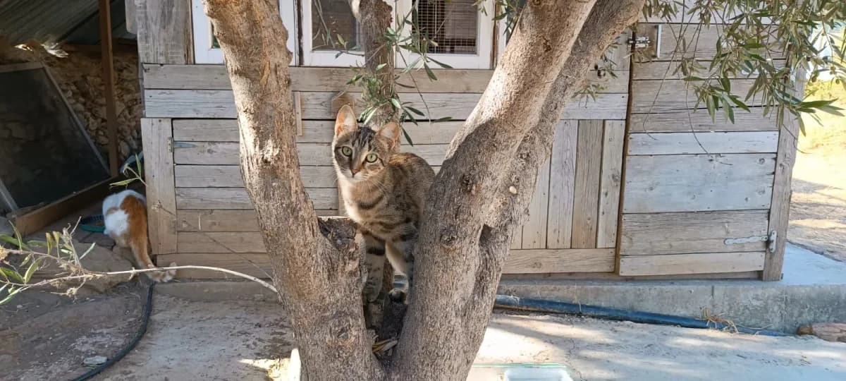 Brizzie, Mixed Breed for adoption at Syros Cats, Syros