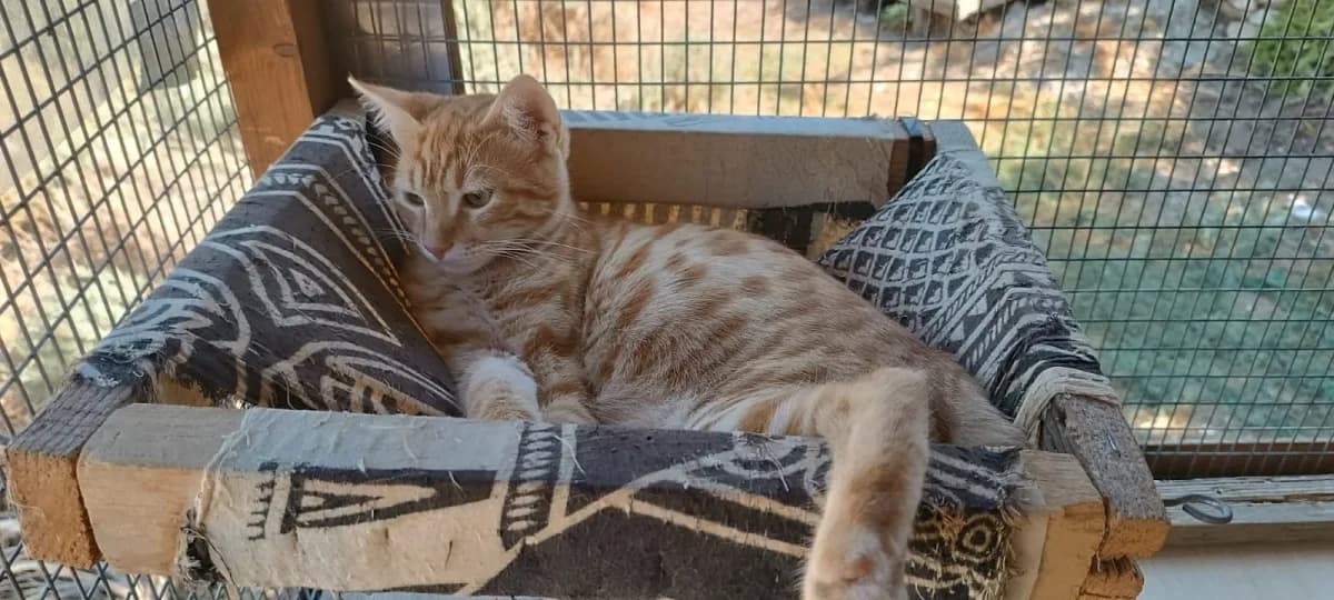 Rocky, Mixed Breed for adoption at Syros Cats, Syros