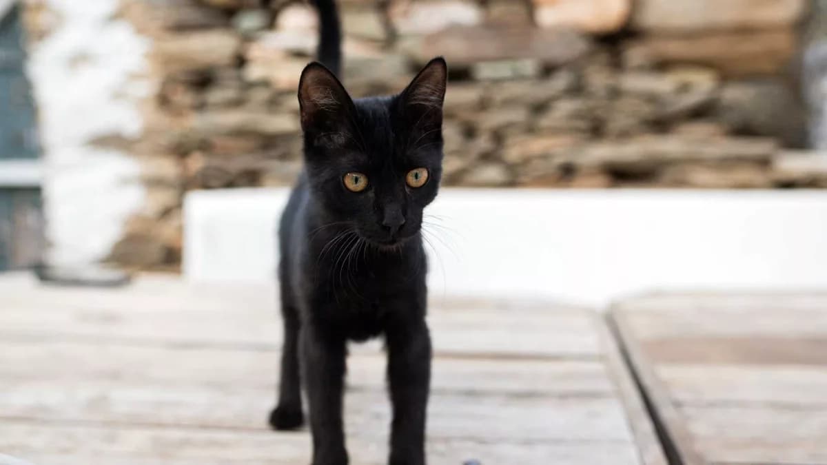 Sammy, Mixed Breed for adoption at Syros Cats, Syros