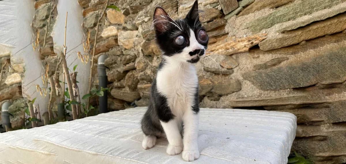 Zeus, Mixed Breed for adoption at Syros Cats, Syros