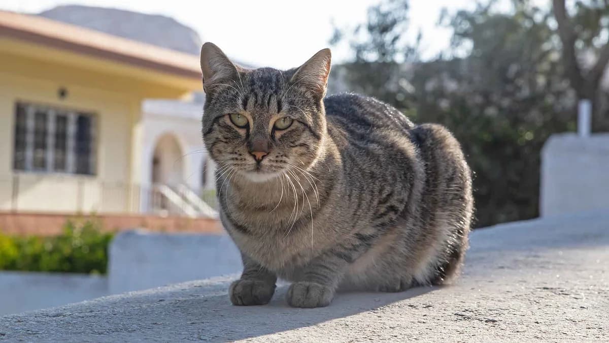 Lennon, Mixed Breed for adoption at Syros Cats, Syros