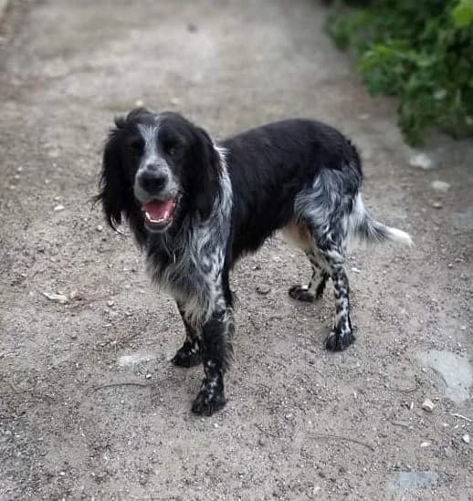 Souzi, female Mixed Breed for adoption at Syros Stray Animal Shelter