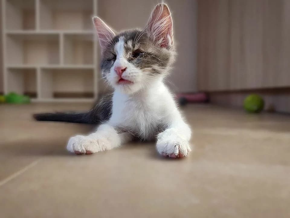 Heinz,  Mixed Breed for adoption at ZEIL — Ζωοφιλική Ένωση Ηλιούπολης, Helioupoli (Athens)