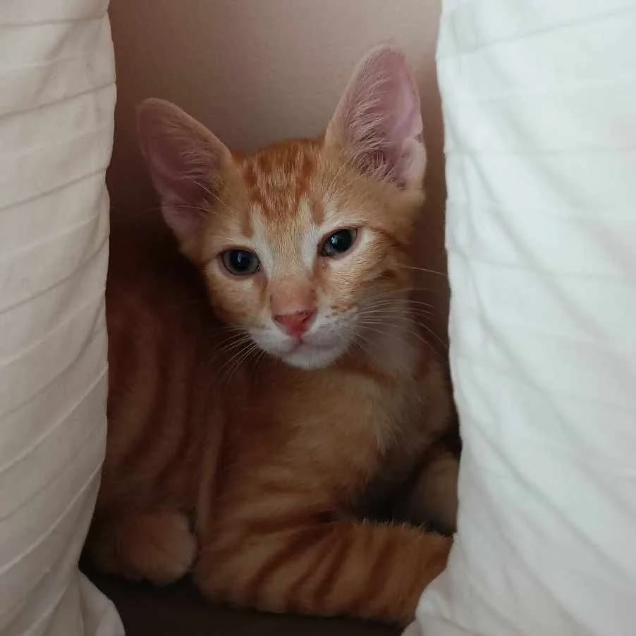Odysseas (Οδυσσέας),  Mixed Breed for adoption at ZEIL — Ζωοφιλική Ένωση Ηλιούπολης, Helioupoli (Athens)