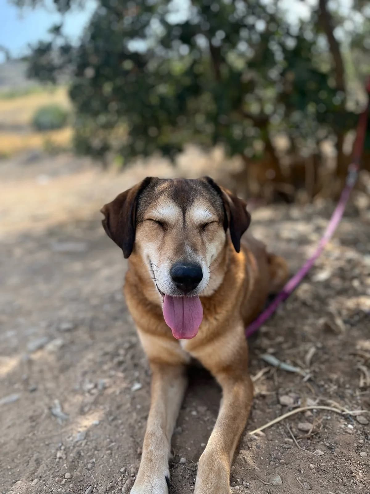Rita (Ρίτα),  Mixed Breed for adoption at ZEIL — Ζωοφιλική Ένωση Ηλιούπολης, Helioupoli (Athens)