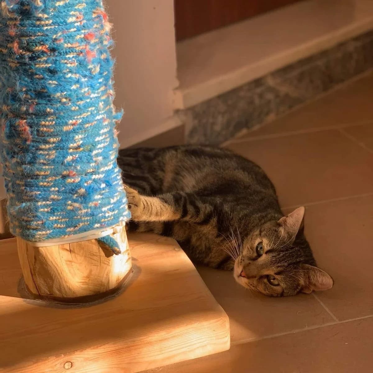 Mal (Μαλ),  Mixed Breed for adoption at ZEIL — Ζωοφιλική Ένωση Ηλιούπολης, Helioupoli (Athens)