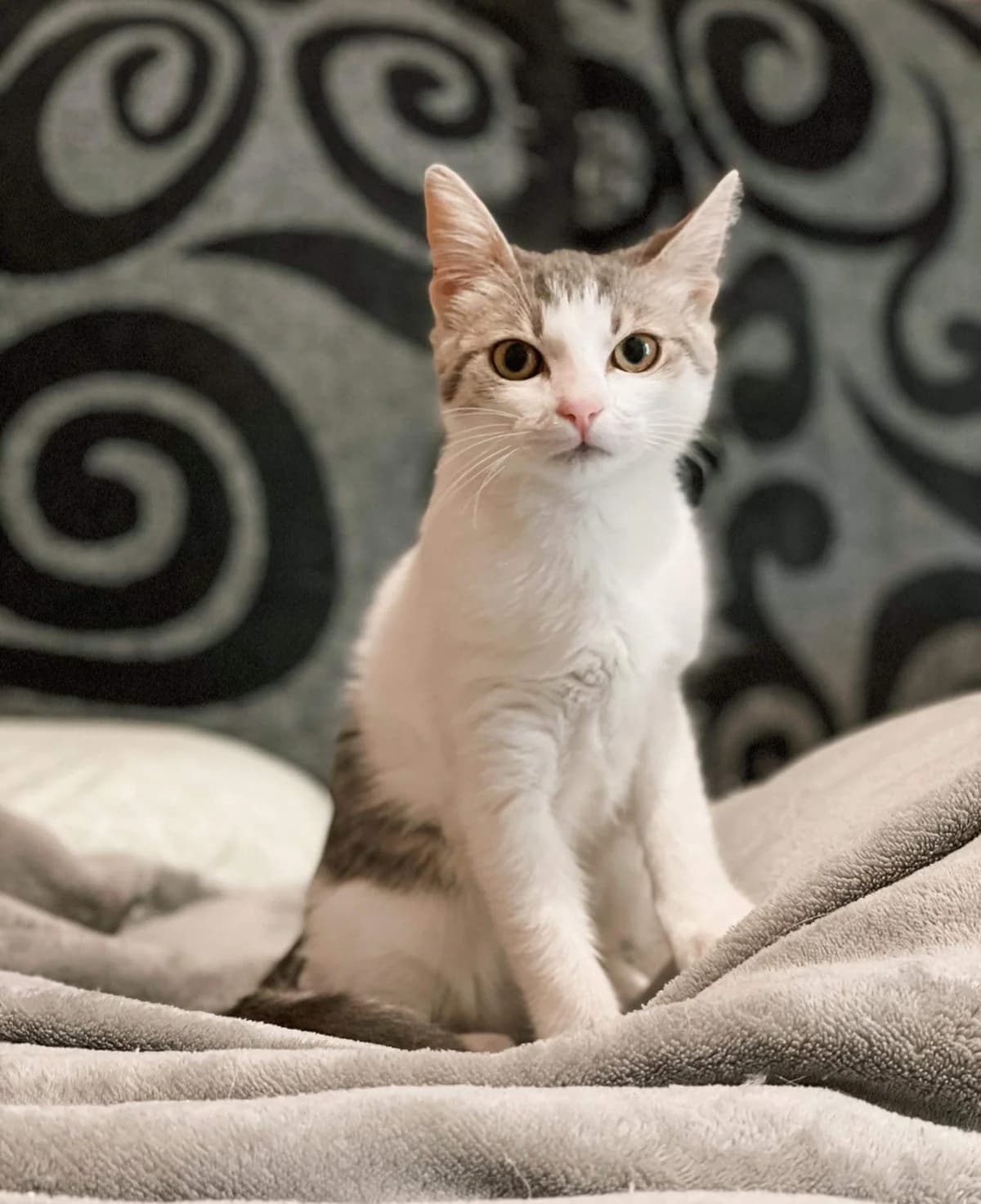 Fregia (Φρέγια),  Mixed Breed for adoption at ZEIL — Ζωοφιλική Ένωση Ηλιούπολης, Helioupoli (Athens)