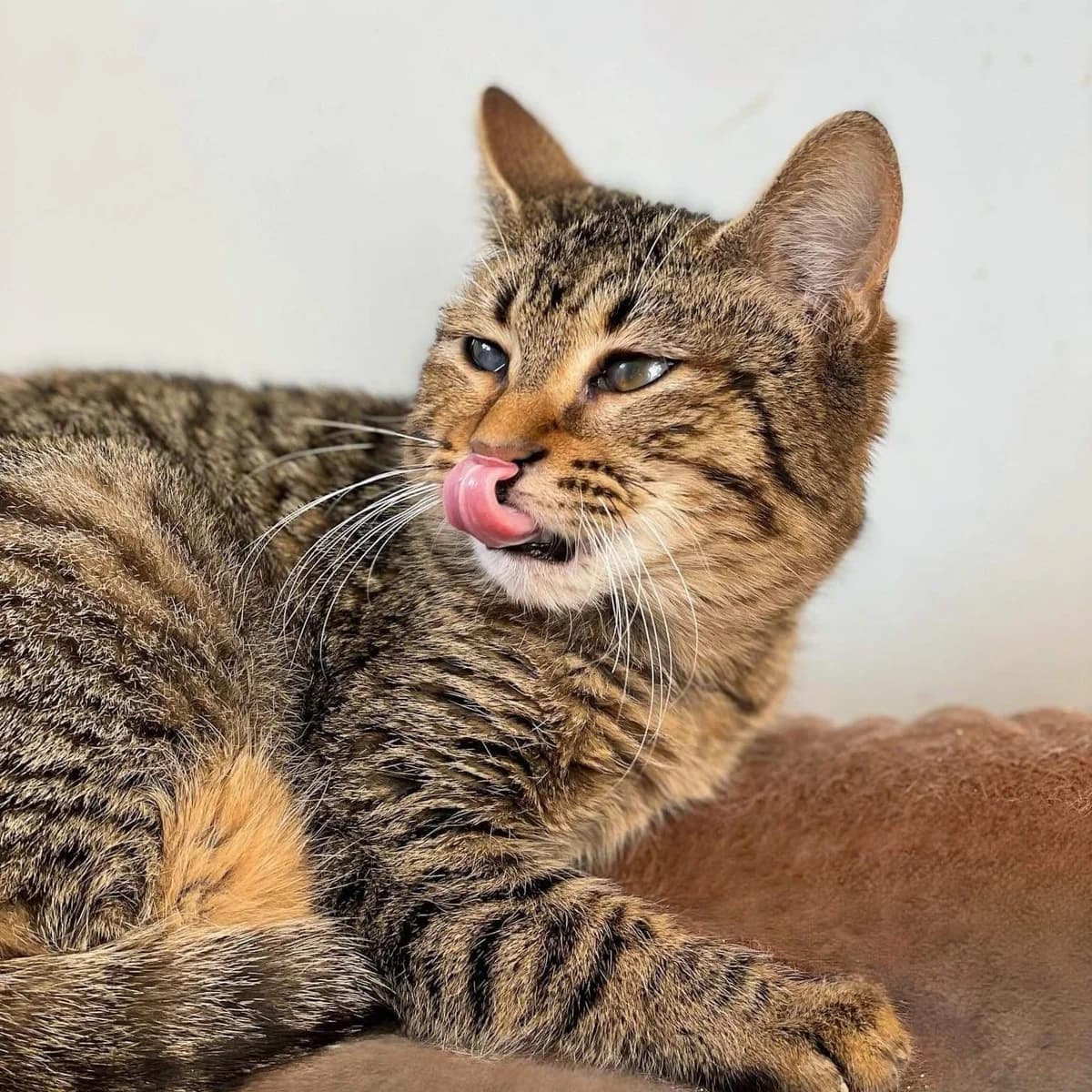 Ntaian (Νταϊάν),  Mixed Breed for adoption at ZEIL — Ζωοφιλική Ένωση Ηλιούπολης, Helioupoli (Athens)