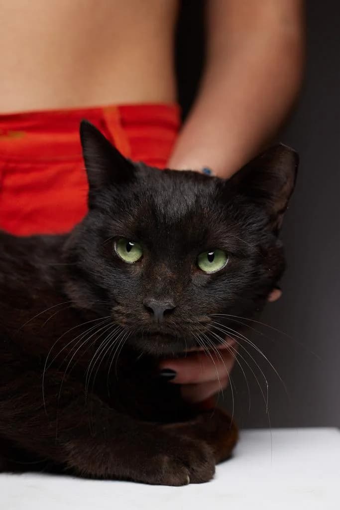 Moritz (Μόριτζ),  Mixed Breed for adoption at ZEIL — Ζωοφιλική Ένωση Ηλιούπολης, Helioupoli (Athens)