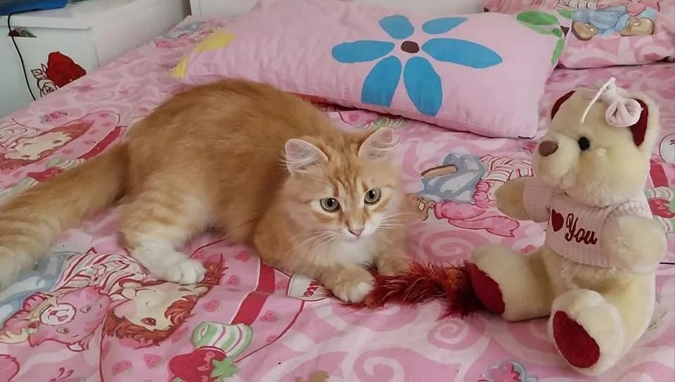 Mpela (Μπέλα),  Mixed Breed for adoption at ZEIL — Ζωοφιλική Ένωση Ηλιούπολης, Helioupoli (Athens)