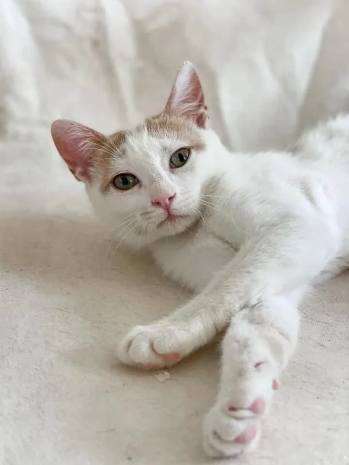 Cotton,  Mixed Breed for adoption at ZEIL — Ζωοφιλική Ένωση Ηλιούπολης, Helioupoli (Athens)
