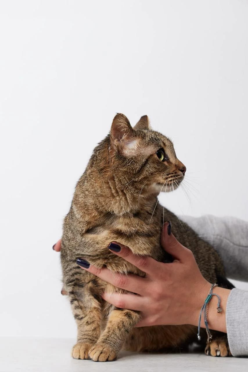 Selini (Σελήνη),  Mixed Breed for adoption at ZEIL — Ζωοφιλική Ένωση Ηλιούπολης, Helioupoli (Athens)