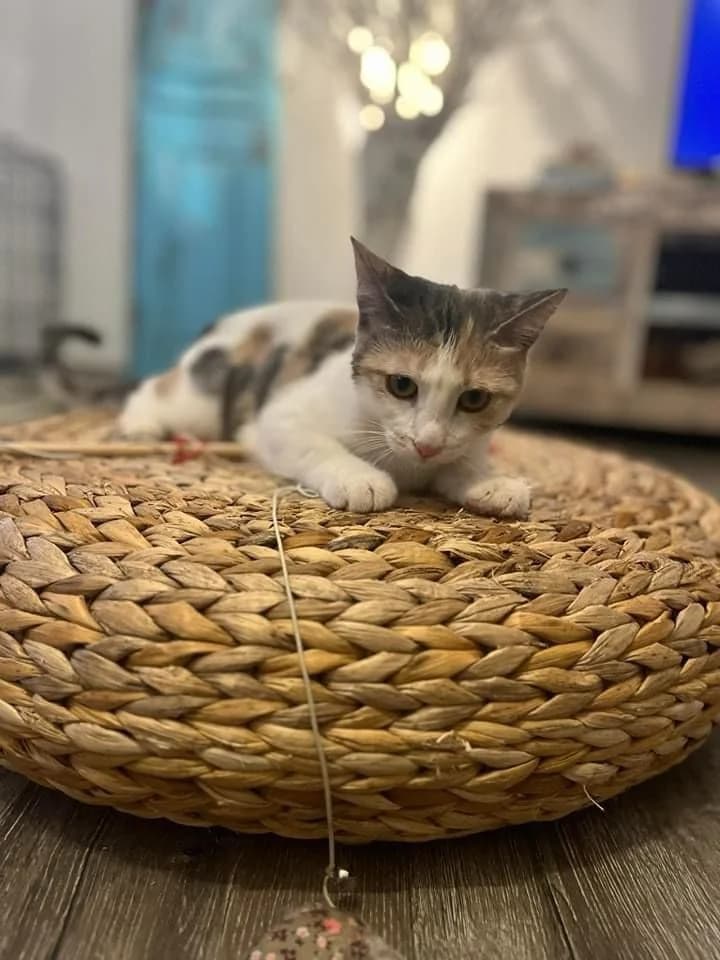 Έlma (Έλμα),  Mixed Breed for adoption at ZEIL — Ζωοφιλική Ένωση Ηλιούπολης, Helioupoli (Athens)