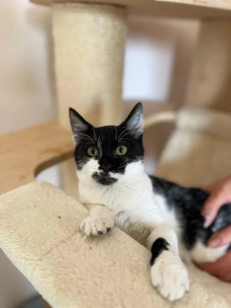 Lolita (Λολίτα),  Mixed Breed for adoption at ZEIL — Ζωοφιλική Ένωση Ηλιούπολης, Helioupoli (Athens)