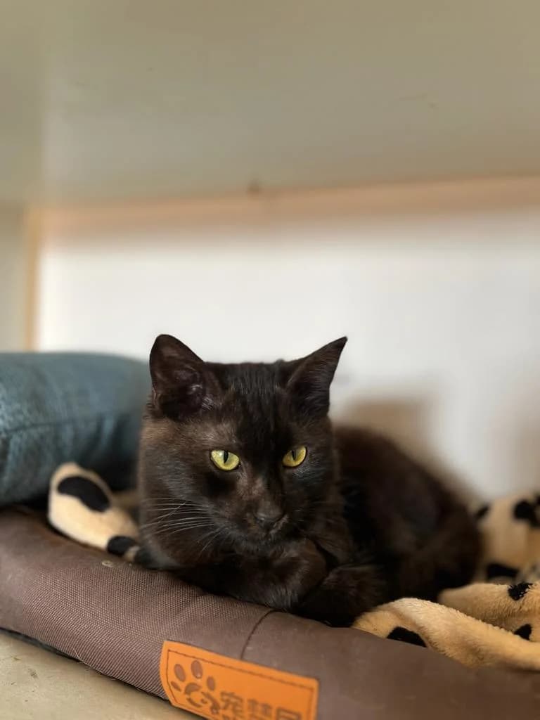 Naomi (Ναόμι),  Mixed Breed for adoption at ZEIL — Ζωοφιλική Ένωση Ηλιούπολης, Helioupoli (Athens)