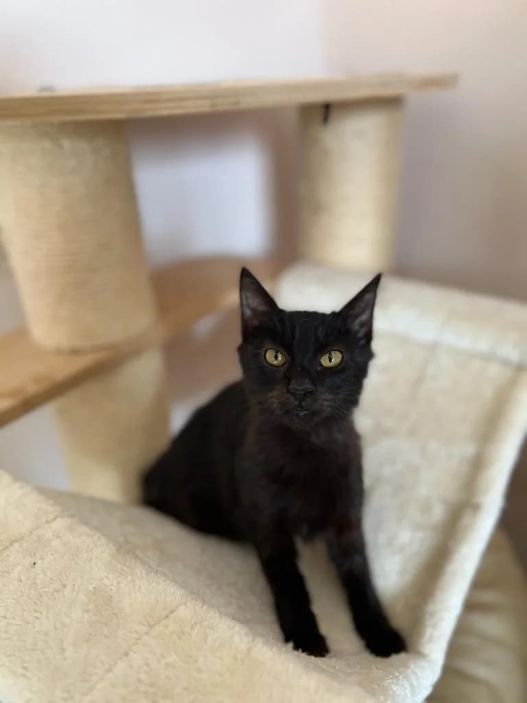Maoyro (Μάουρο),  Mixed Breed for adoption at ZEIL — Ζωοφιλική Ένωση Ηλιούπολης, Helioupoli (Athens)