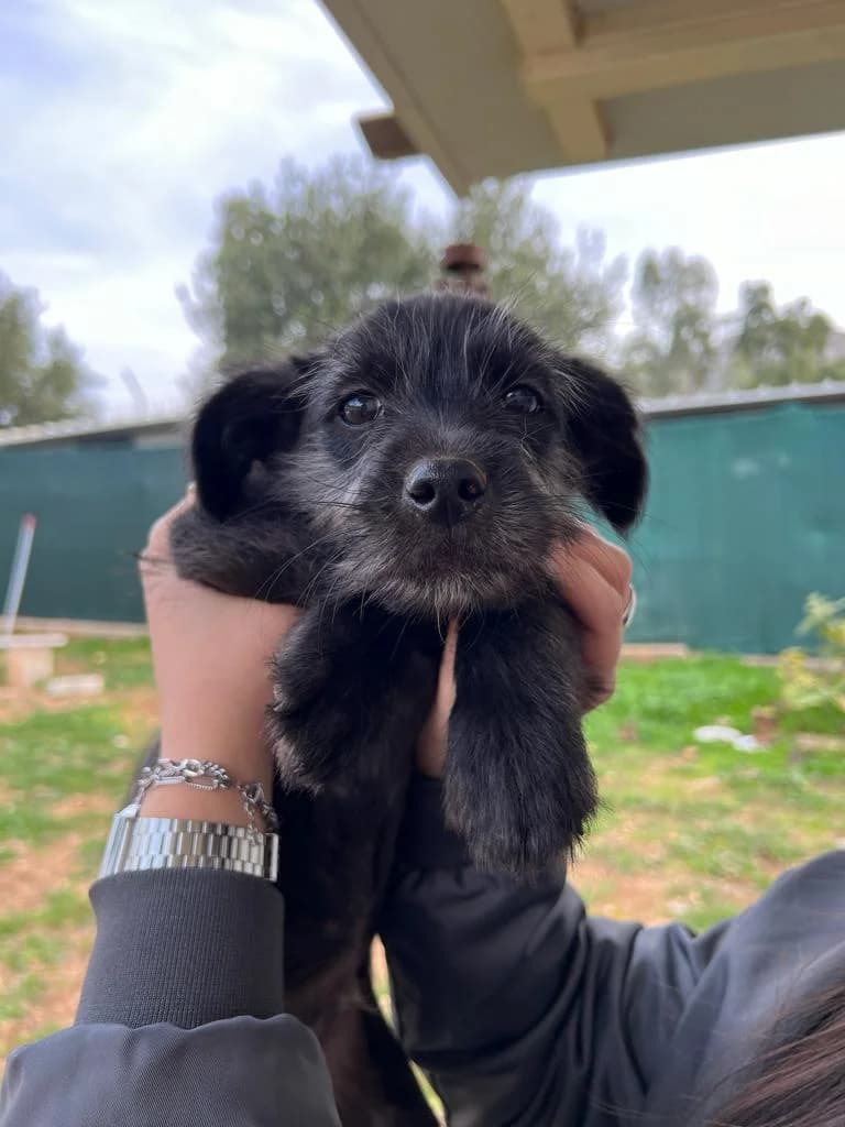 Tango,  Mixed Breed for adoption at ZEIL — Ζωοφιλική Ένωση Ηλιούπολης, Helioupoli (Athens)