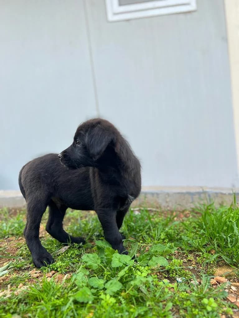 Mambo,  Mixed Breed for adoption at ZEIL — Ζωοφιλική Ένωση Ηλιούπολης, Helioupoli (Athens)