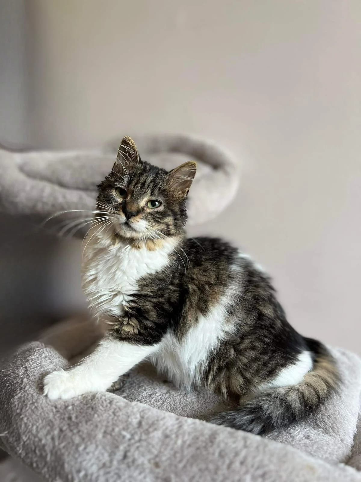 Kalypso (Καλυψώ),  Mixed Breed for adoption at ZEIL — Ζωοφιλική Ένωση Ηλιούπολης, Helioupoli (Athens)