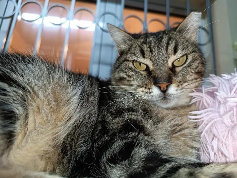 Nelli (Νέλλη),  Mixed Breed for adoption at ZEIL — Ζωοφιλική Ένωση Ηλιούπολης, Helioupoli (Athens)