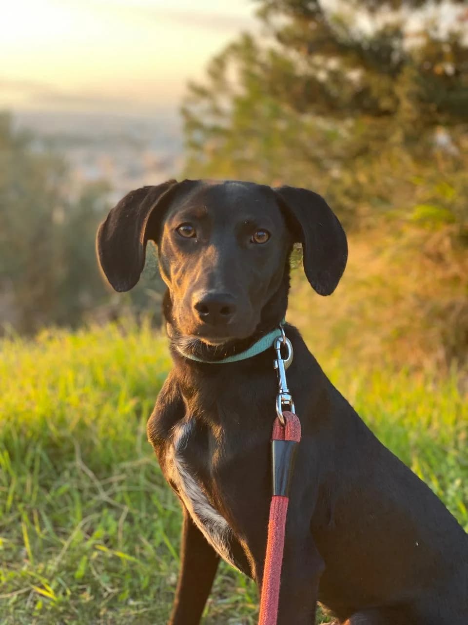 Noylis (Νούλης),  Mixed Breed for adoption at ZEIL — Ζωοφιλική Ένωση Ηλιούπολης, Helioupoli (Athens)