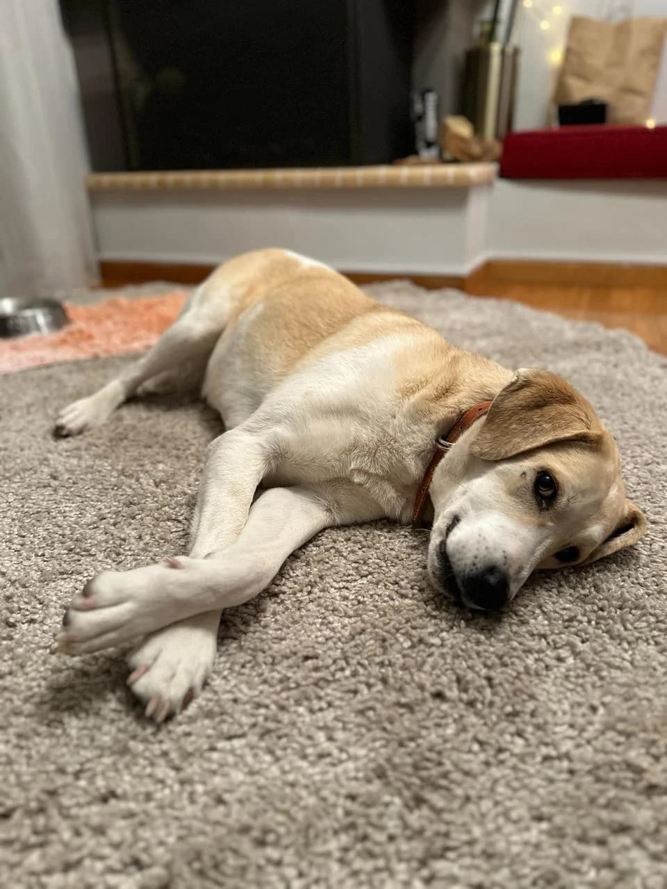 Amber,  Mixed Breed for adoption at ZEIL — Ζωοφιλική Ένωση Ηλιούπολης, Helioupoli (Athens)